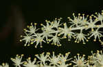 False Solomon's-seal